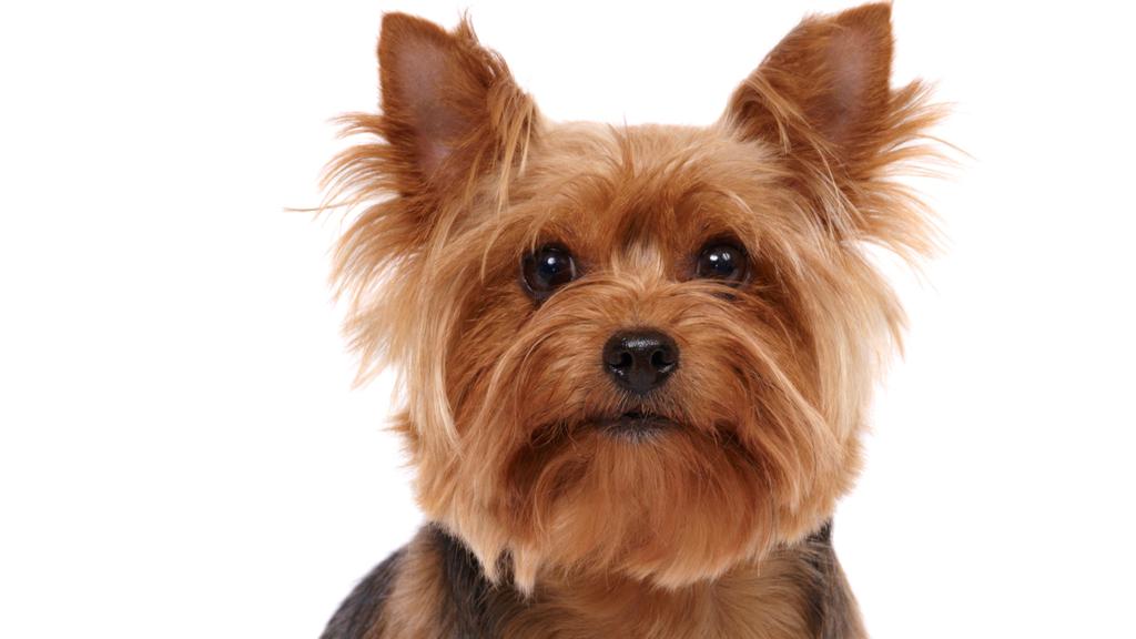 Living Environment Adaptability icon