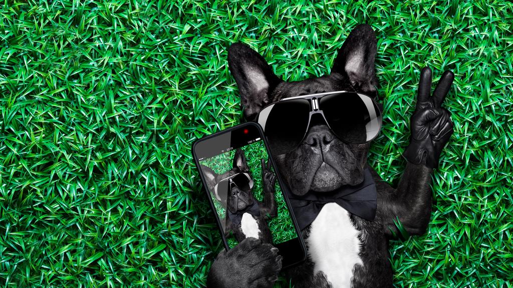 Adoption vs. Breeder Considerations icon