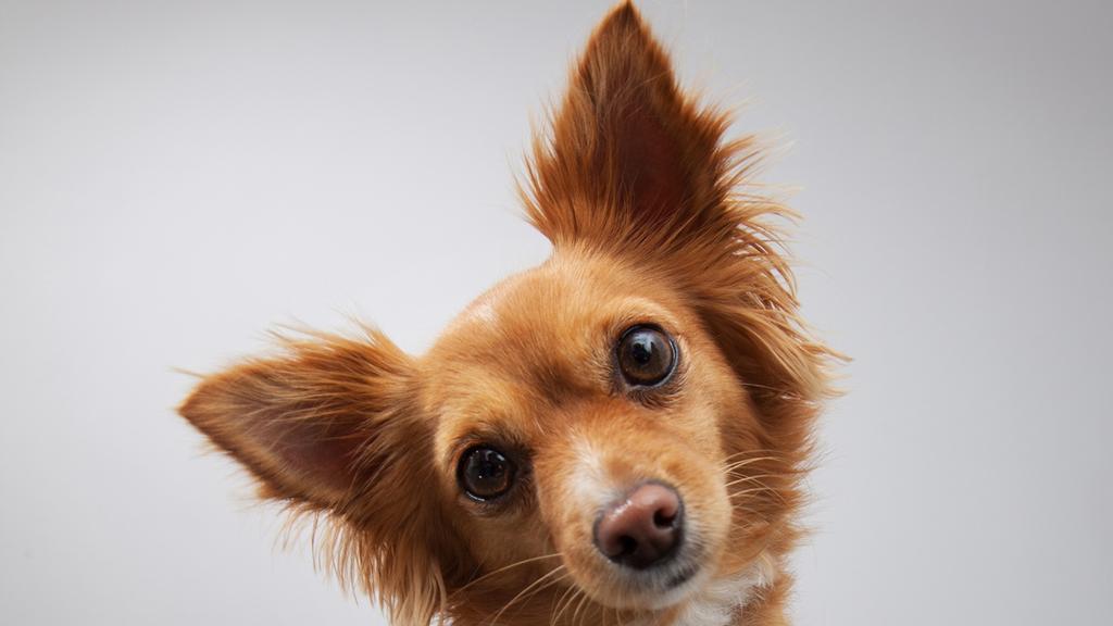 Living Environment Adaptability icon