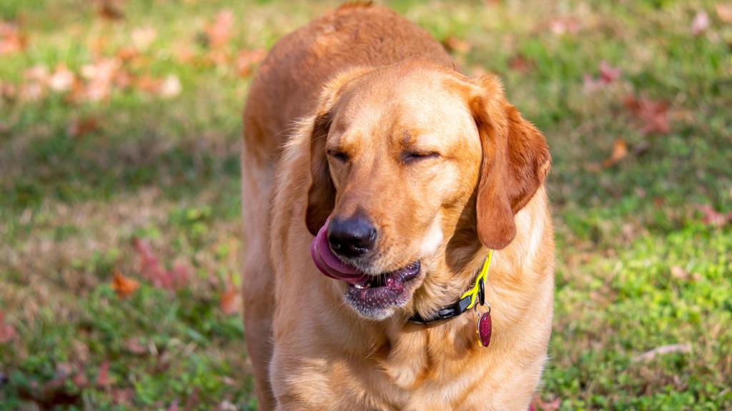 Life Stage Considerations icon