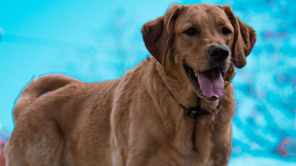 Temperament & Behavior icon