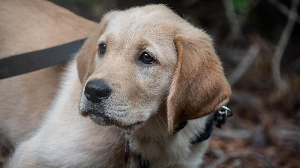 Basic Information icon