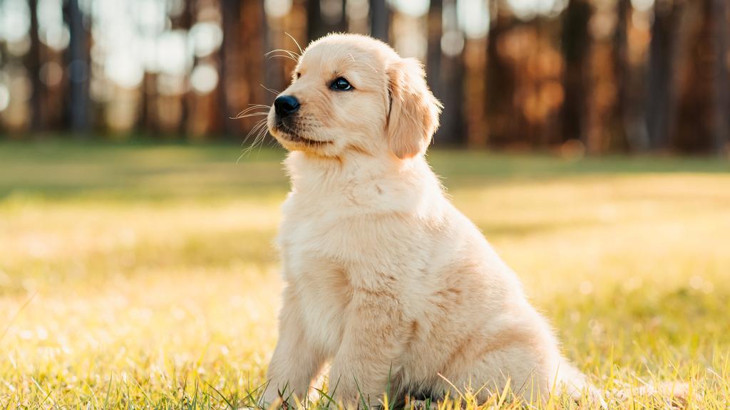Temperament & Behavior icon