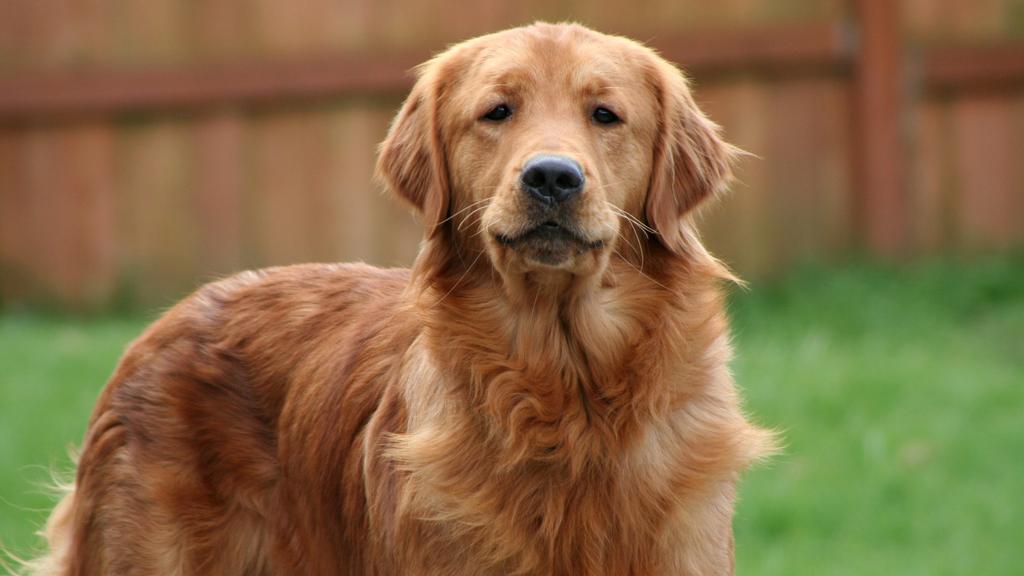 Suitability for First-Time vs. Experienced Owners icon