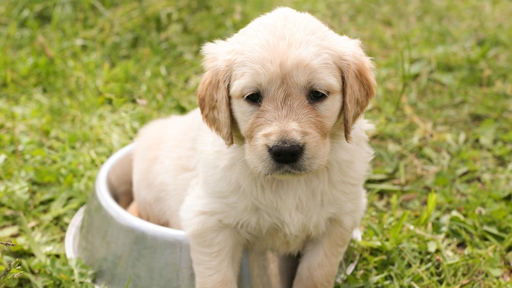 Golden Retriever