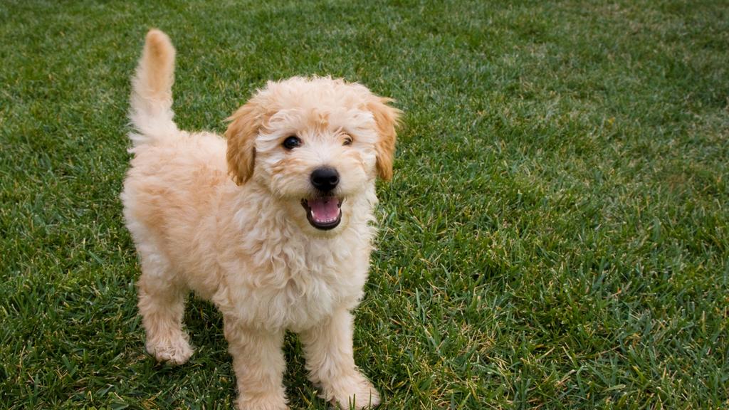 Life Stage Considerations icon