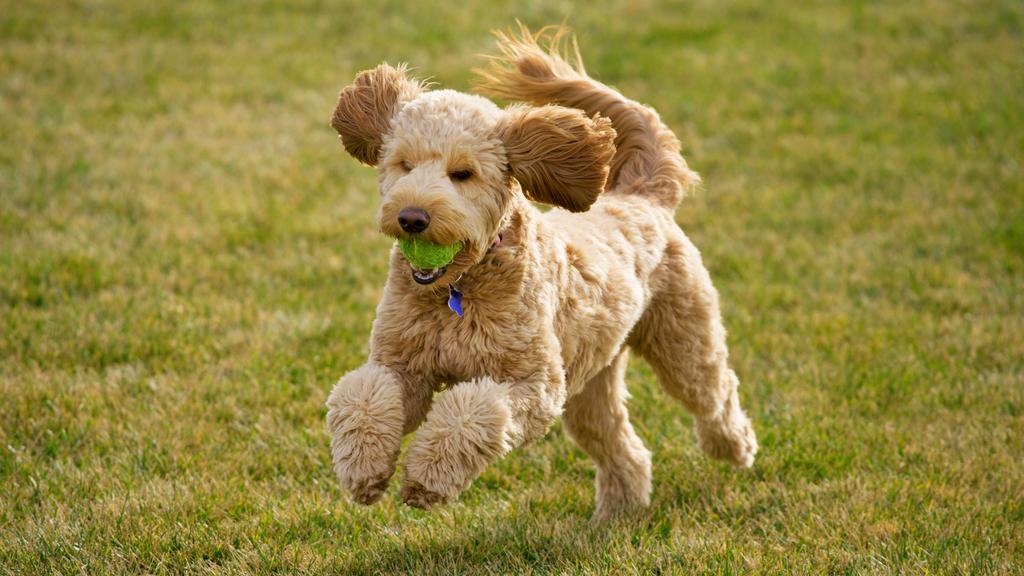Goldendoodle