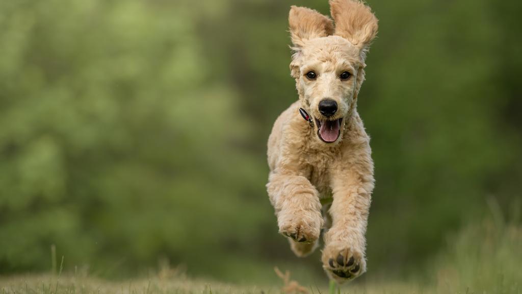 Goldendoodle