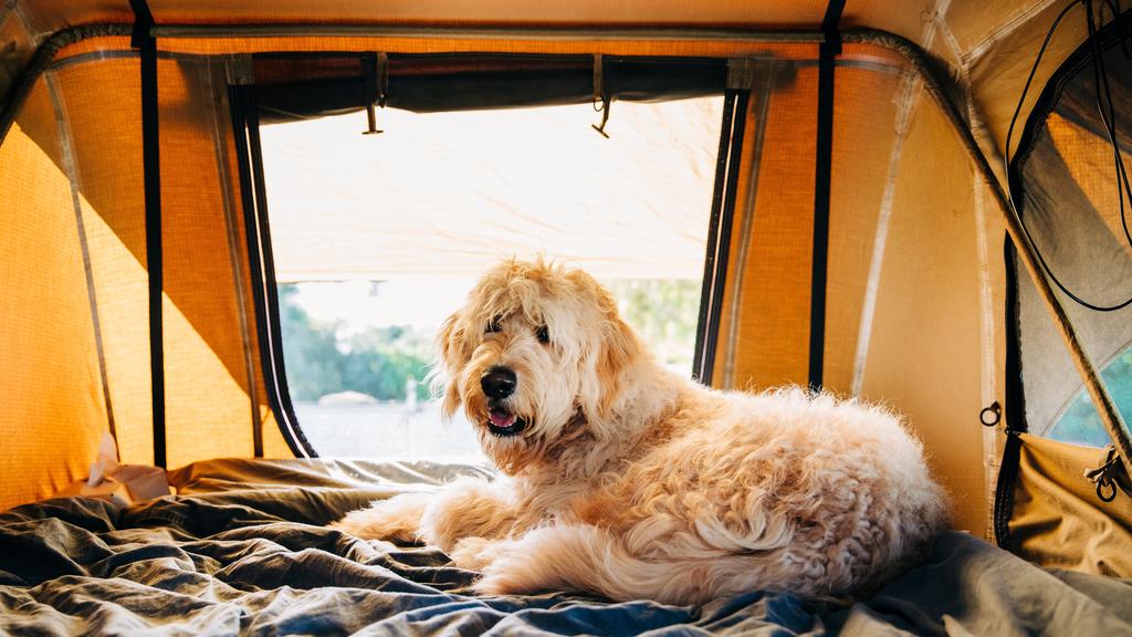 Goldendoodle