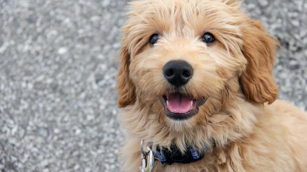 Basic Information icon