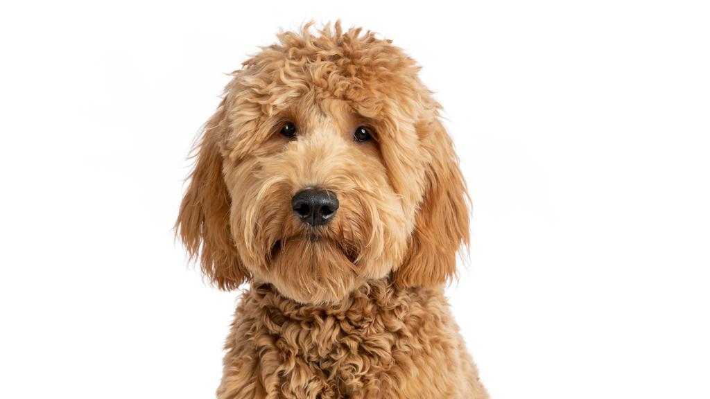 Goldendoodle