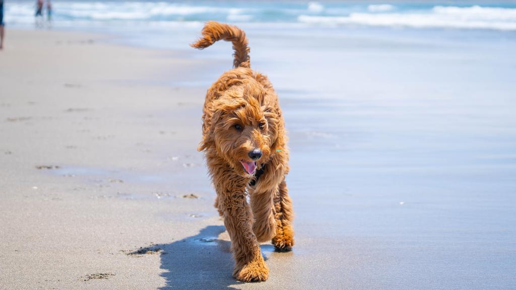 Goldendoodle
