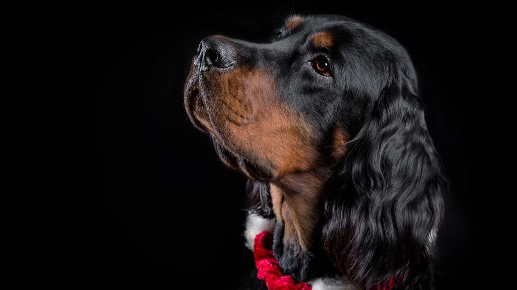 Gordon Setter