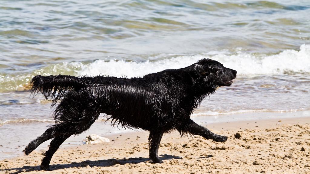 Grooming & Health icon