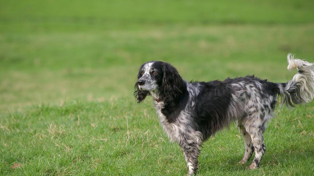 Suitability for First-Time vs. Experienced Owners icon