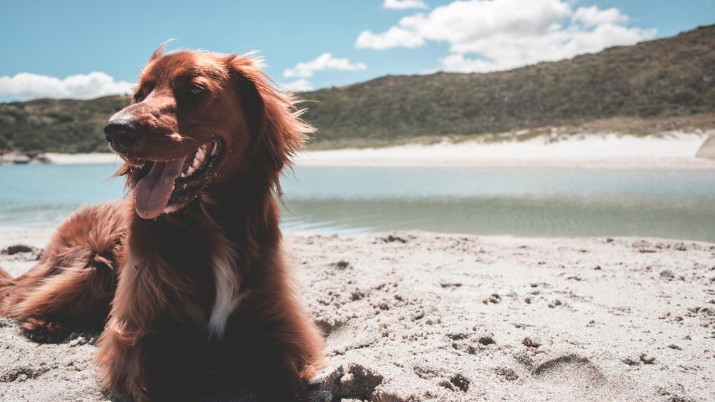 Adoption vs. Breeder Considerations icon