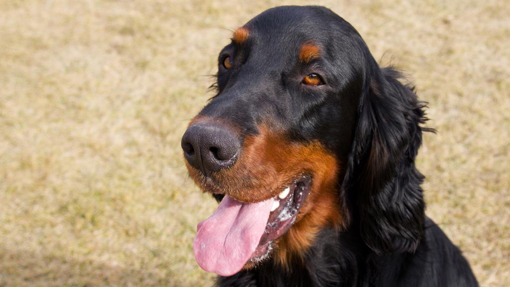 Gordon Setter