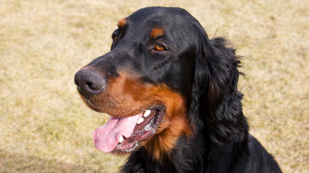 Exercise & Activity Needs icon