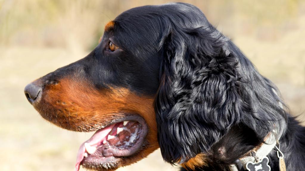 Gordon Setter