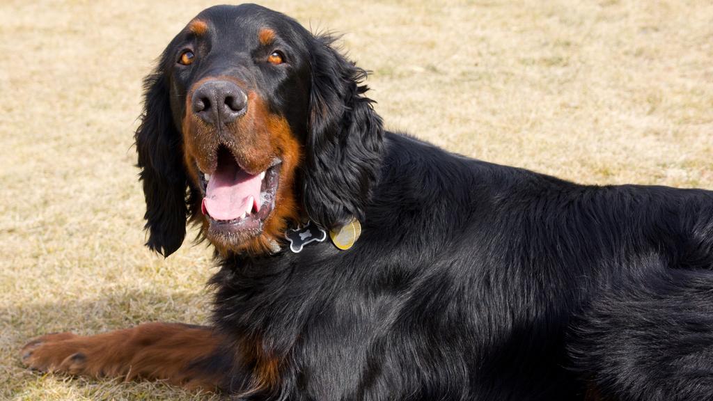 Gordon Setter