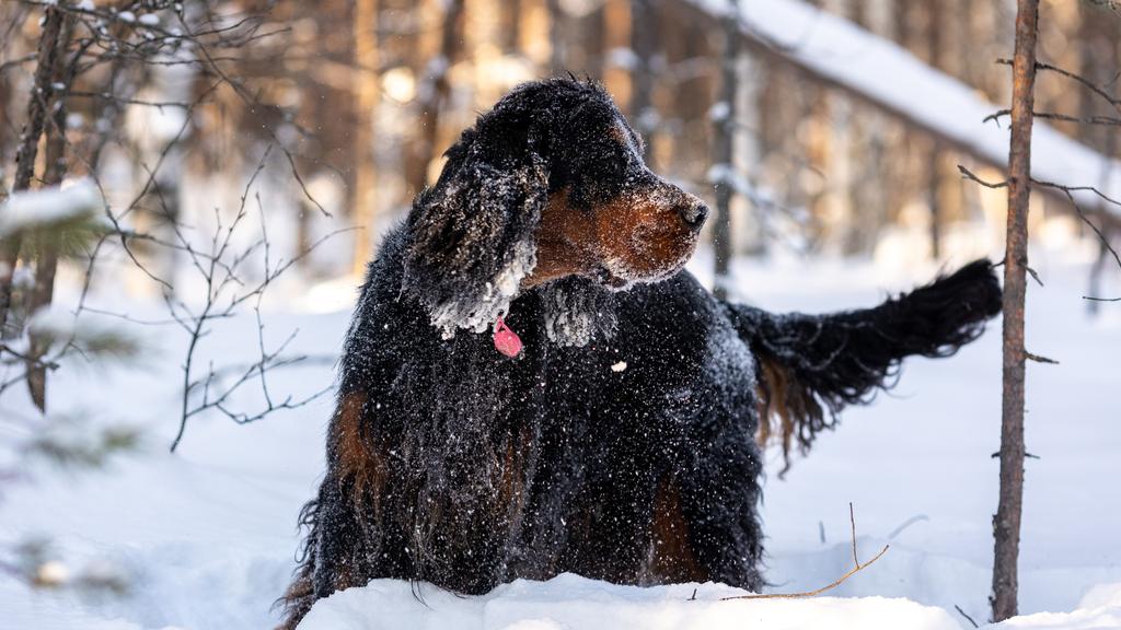Gordon Setter