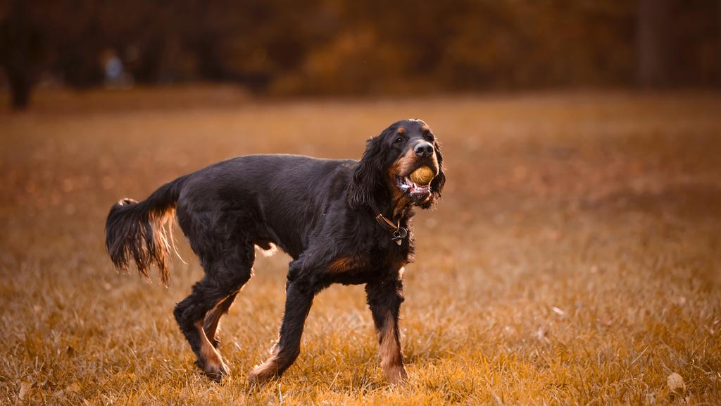 Gordon Setter