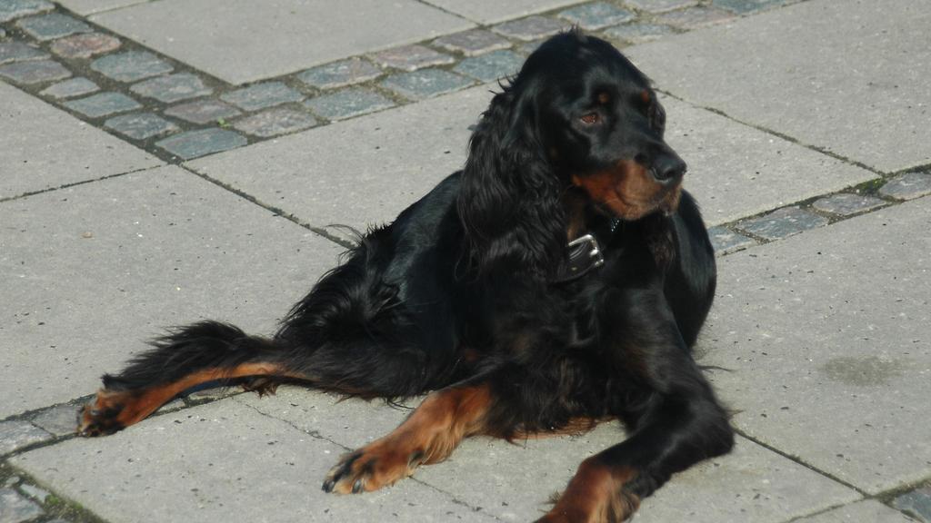Gordon Setter
