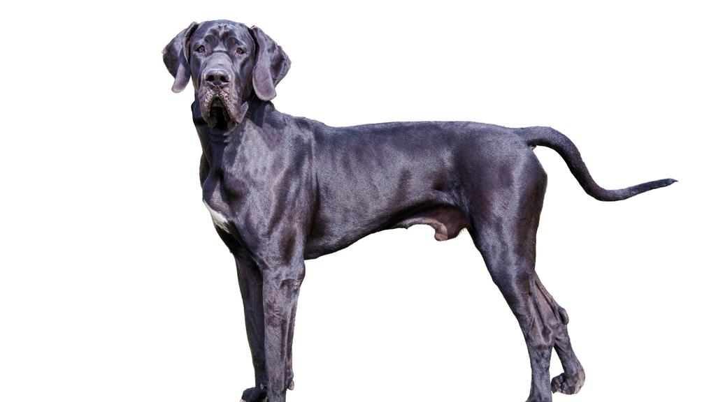 Great Dane