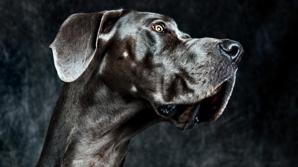 Great Dane