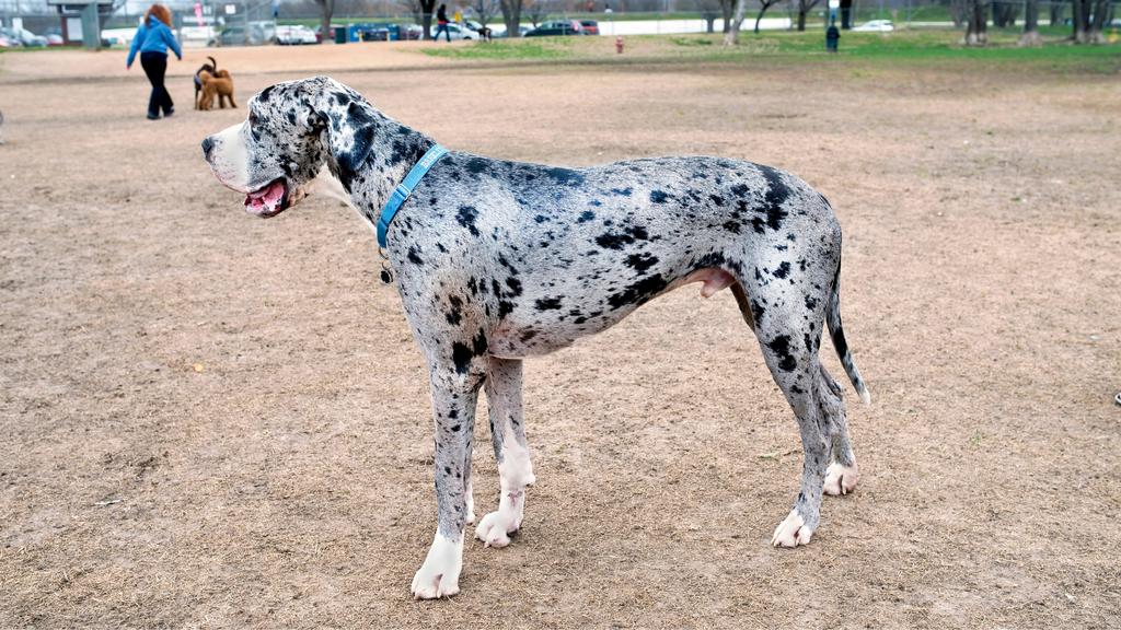 Great Dane