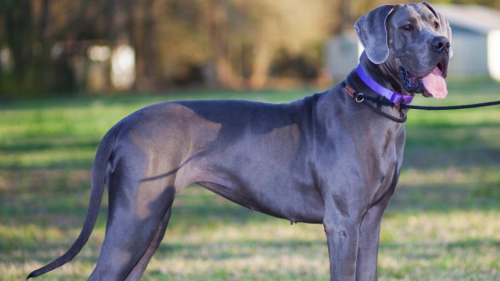 Great Dane