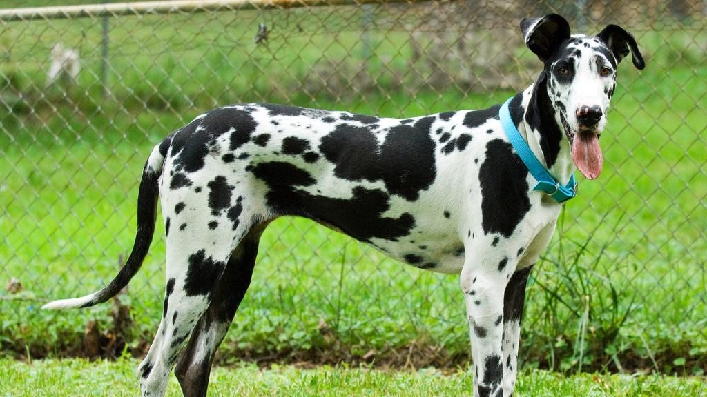 Great Dane