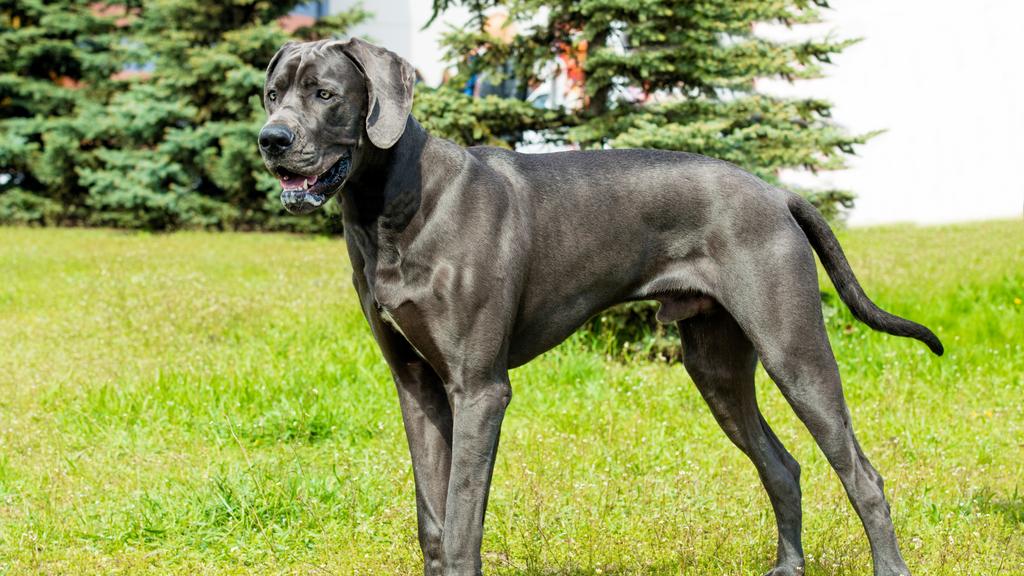 Great Dane