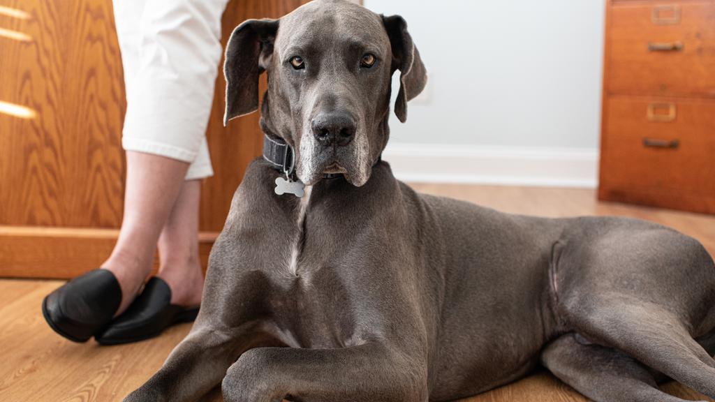 Great Dane