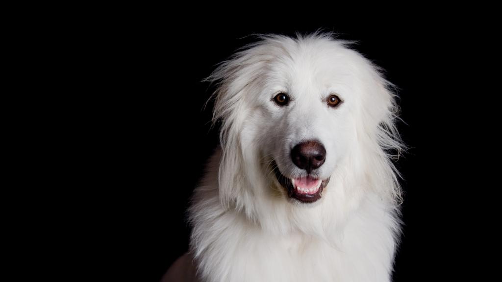 Suitability for First-Time vs. Experienced Owners icon