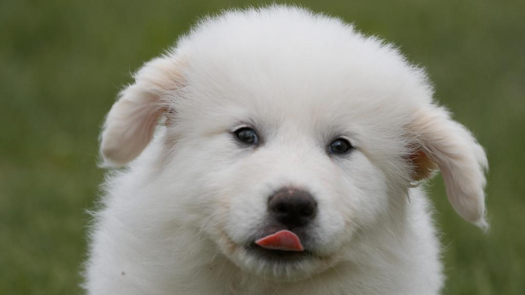 Grooming & Health icon