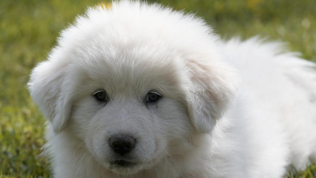 Life Stage Considerations icon