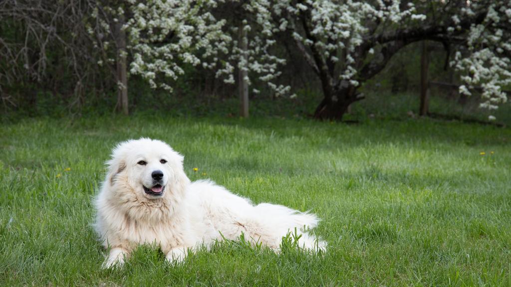 Great Pyrenees