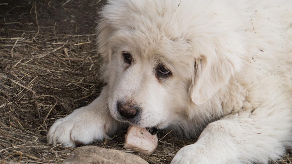 Great Pyrenees
