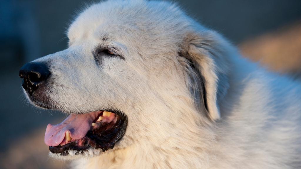 Great Pyrenees