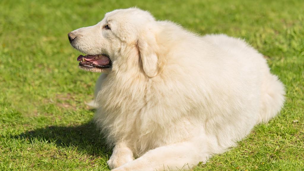 Great Pyrenees