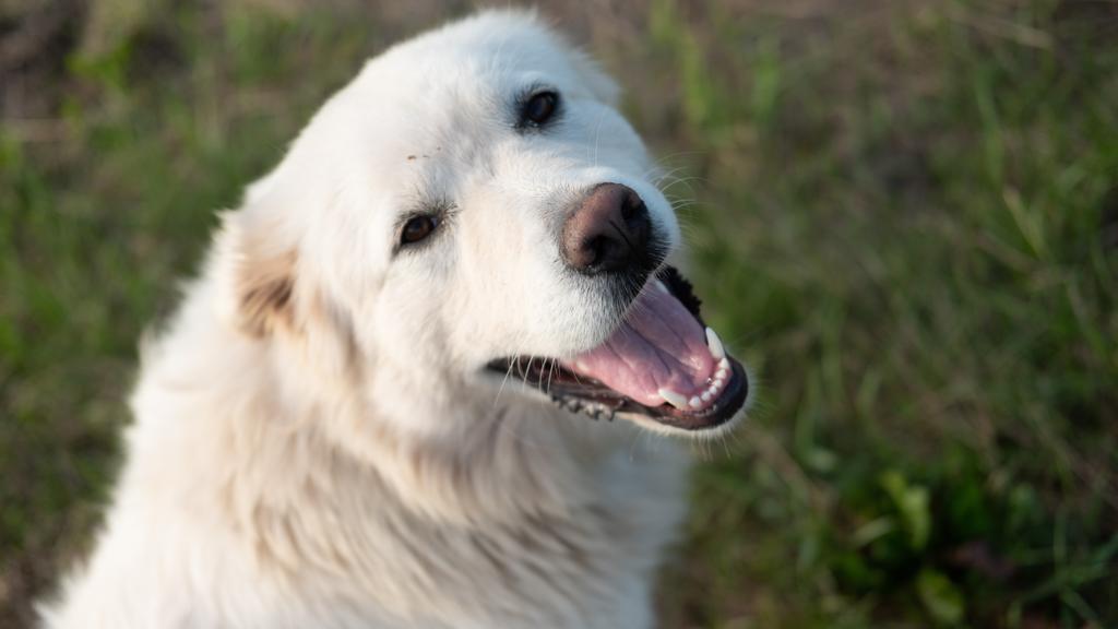 Exercise & Activity Needs icon