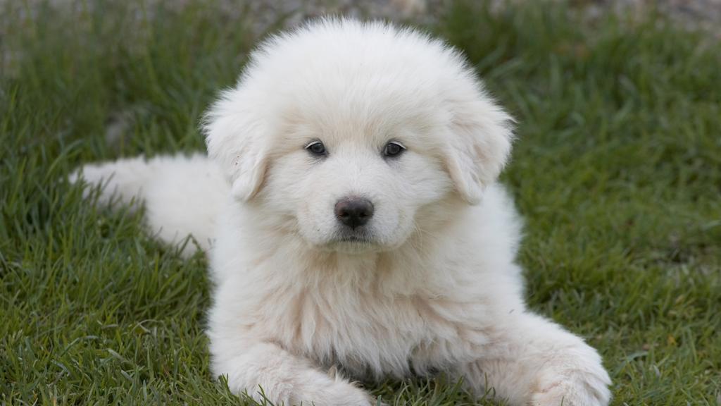 Great Pyrenees