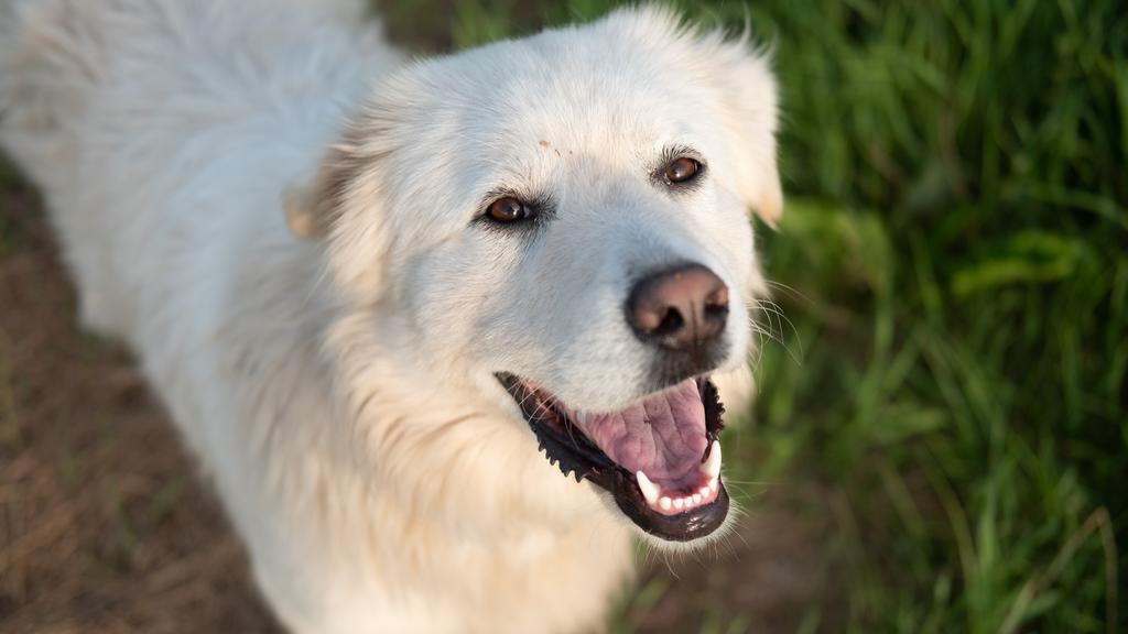 Great Pyrenees
