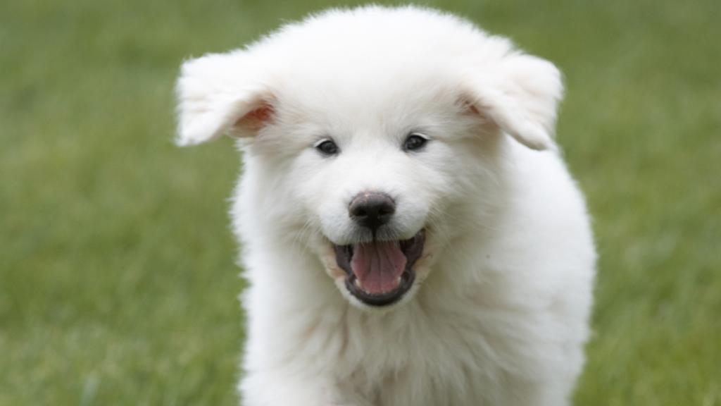 Long-Term Commitment & Special Considerations icon