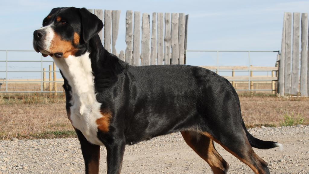 Suitability for First-Time vs. Experienced Owners icon