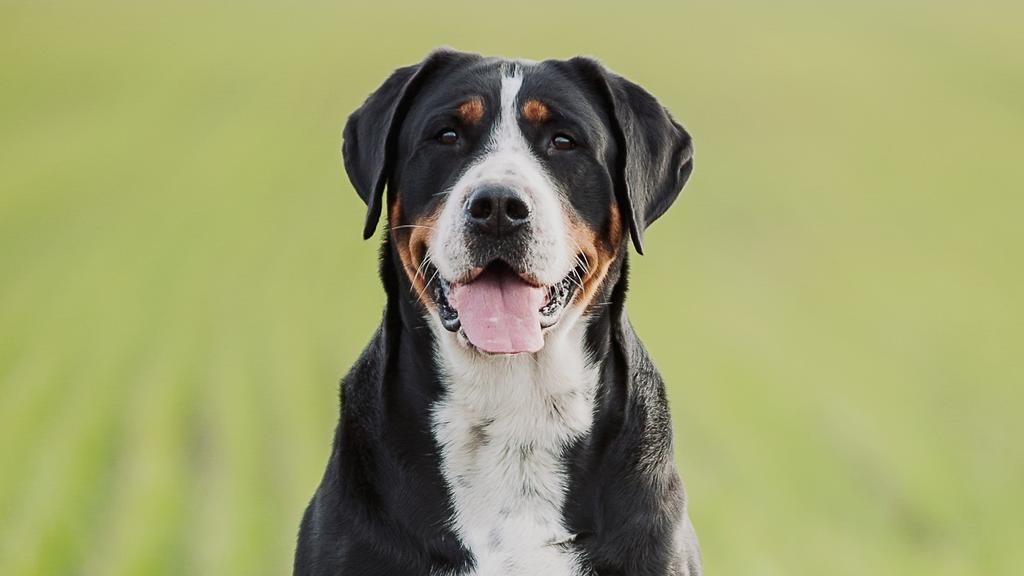 Adoption vs. Breeder Considerations icon