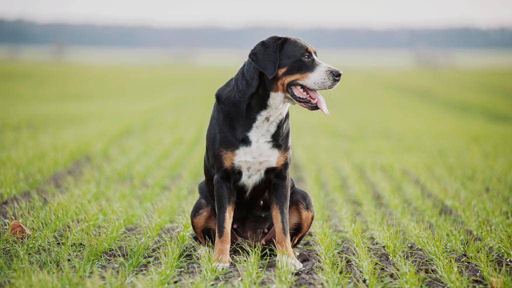 Greater Swiss Mountain Dog
