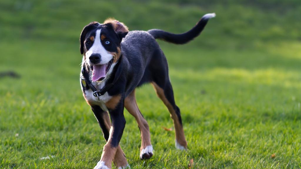 Greater Swiss Mountain Dog
