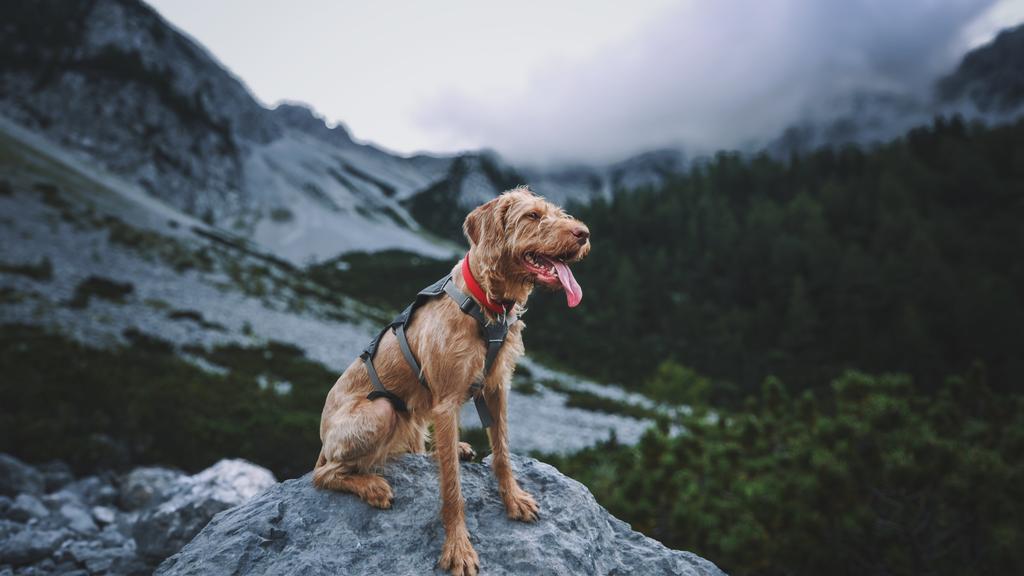 Grooming & Health icon